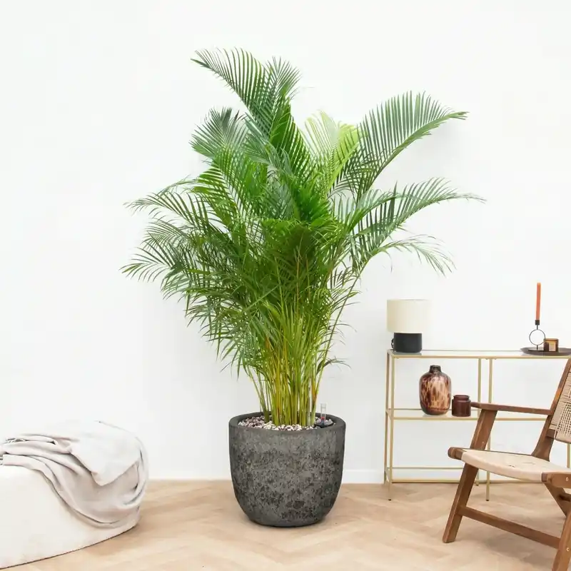 Lage prijs - Combi deal - Areca Palm inclusief pot Russel L - 220cm