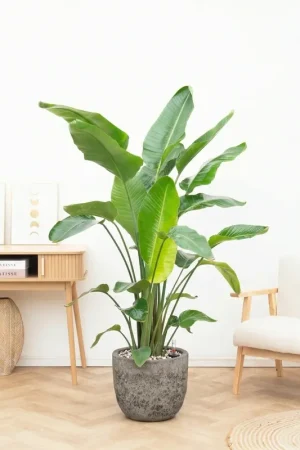 Zojuist toegevoegd | Combi deal - Strelitzia Nicolai 6 stek inclusief pot Russel L - 200cm