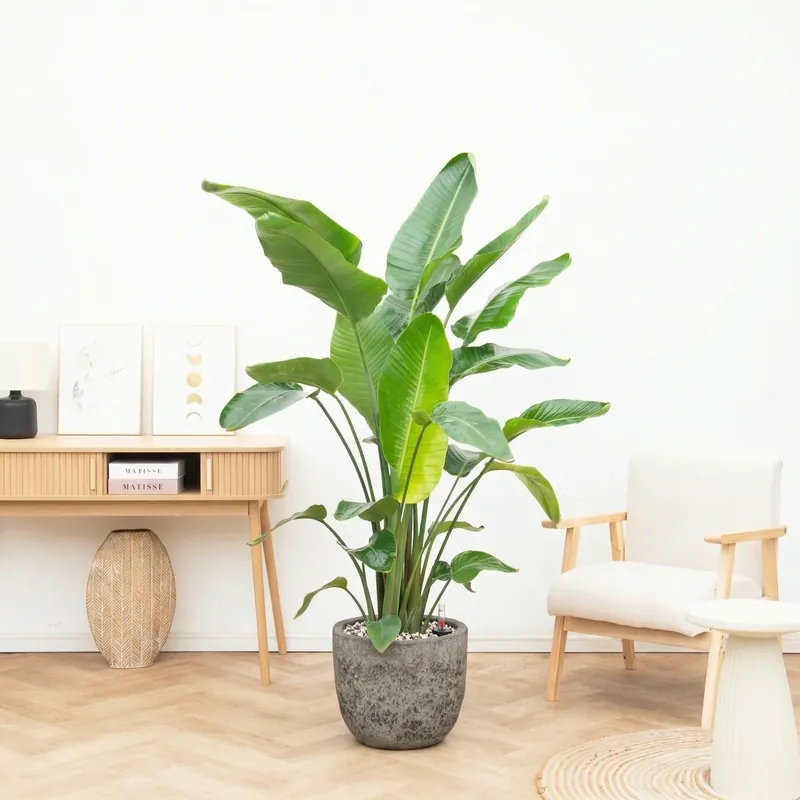 Zojuist toegevoegd | Combi deal - Strelitzia Nicolai 6 stek inclusief pot Russel L - 200cm