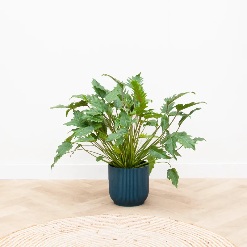 Klaar voor verzending | Philodendron Xanadu - 80cm