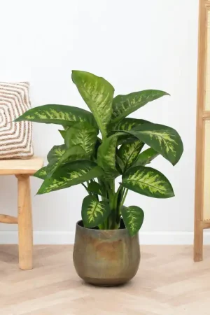 Voeg toe aan winkelwagen - Dieffenbachia Reeva - 80cm