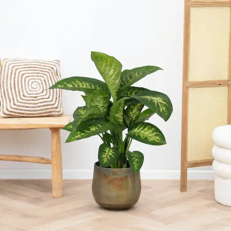 Voeg toe aan winkelwagen - Dieffenbachia Reeva - 80cm