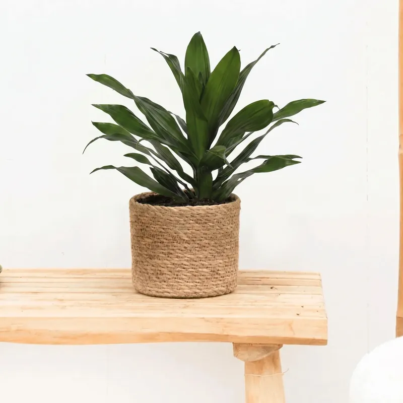 Sale | Dracaena Green Jewel - 60cm