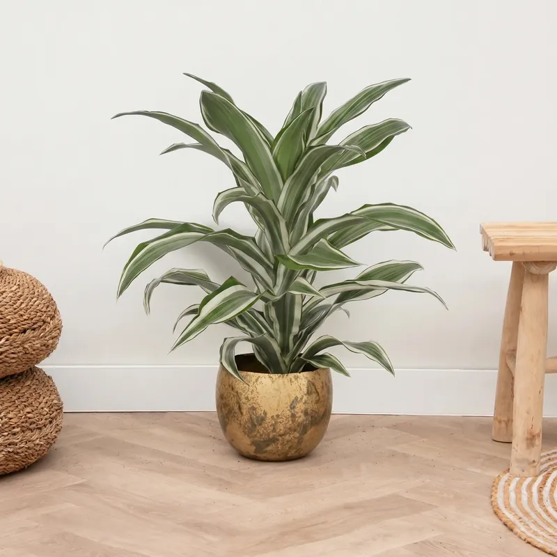 Dracaena White jewel - 60 cm - Nu beschikbaar