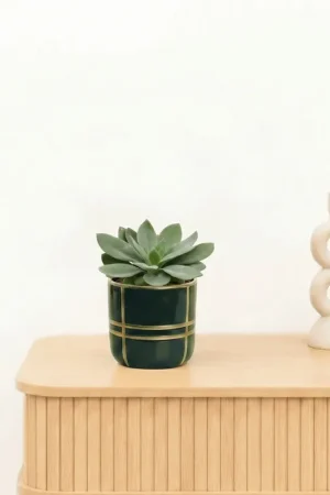Bambino Senecio Cephalophorus - 10 cm - Laatste stuks