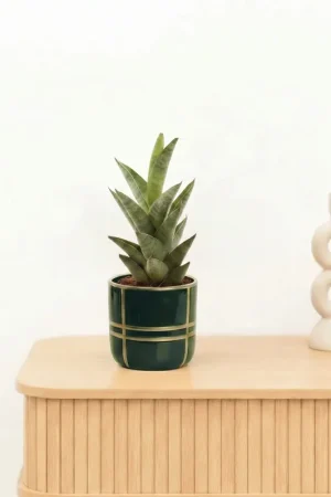 Bambino Sansevieria Starshooter - 15 cm | Net toegevoegd