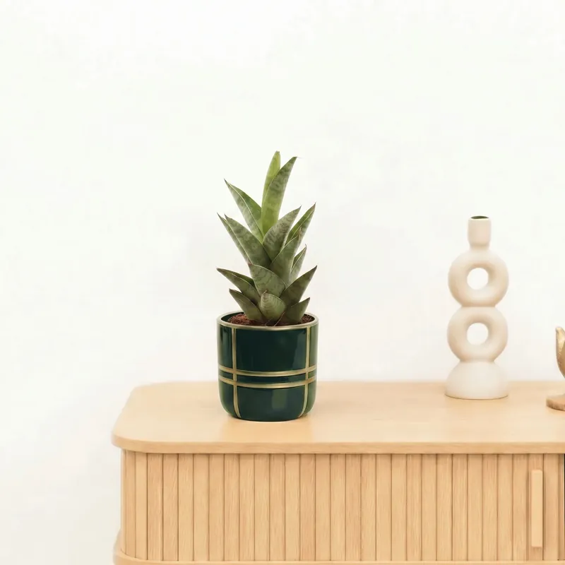 Bambino Sansevieria Starshooter - 15 cm | Net toegevoegd