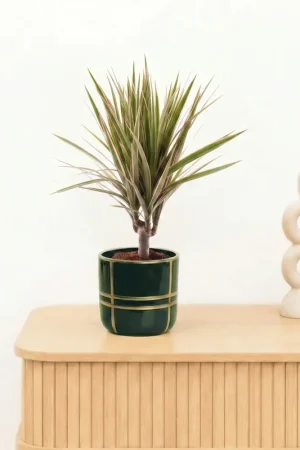 Bambino Dracaena Bicolor stam - 30 cm - Nog maar een paar beschikbaar