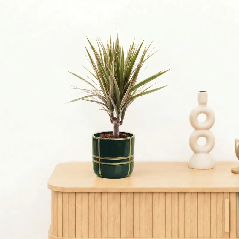 Bambino Dracaena Bicolor stam - 30 cm - Nog maar een paar beschikbaar