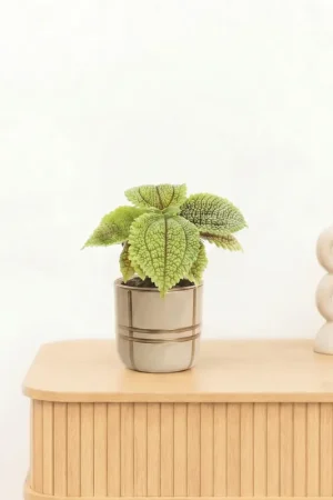 Bambino Pilea Moonvalley - 10 cm | Beperkte voorraad