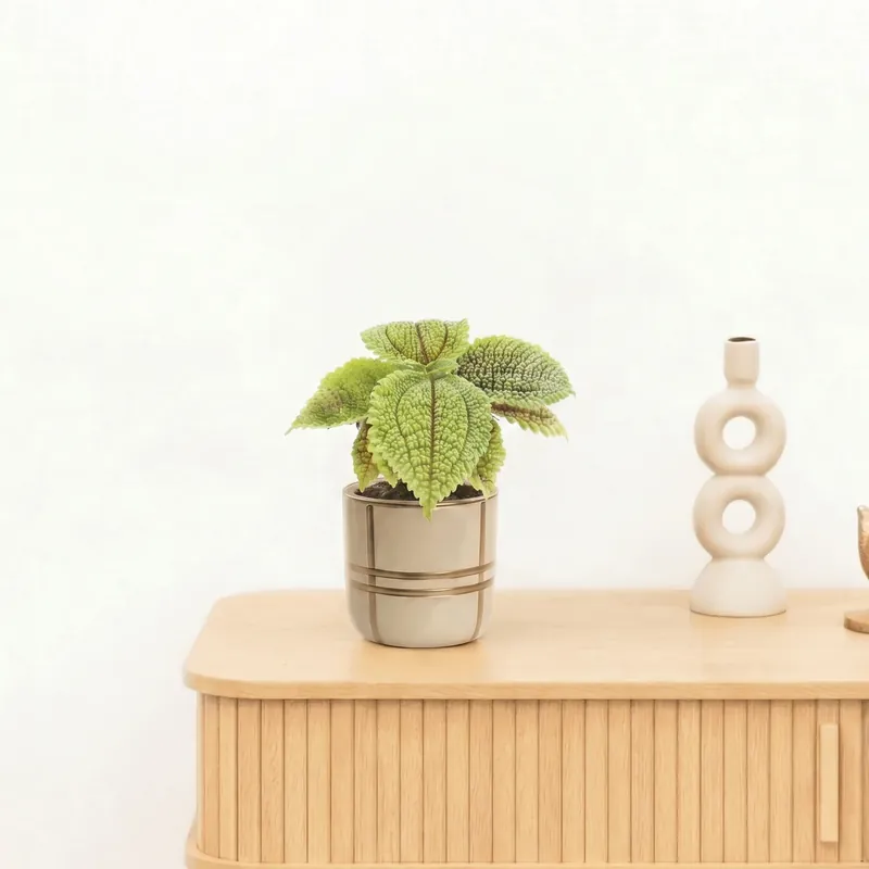 Bambino Pilea Moonvalley - 10 cm | Beperkte voorraad