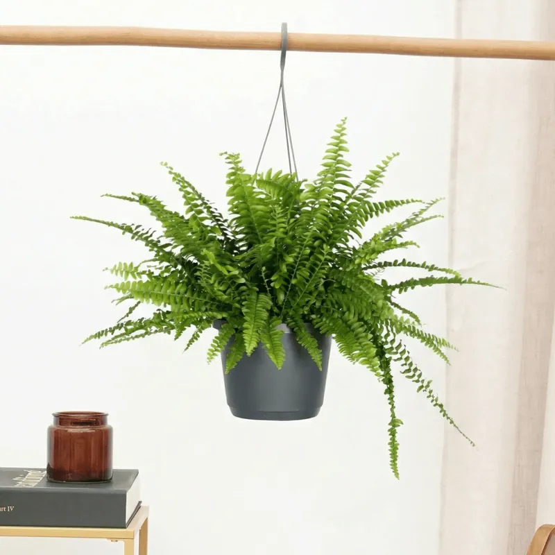 Nephrolepis Exaltata hangplant - 40cm - Koop vandaag