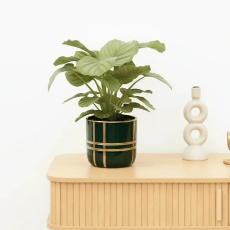 Outlet - Bambino Calathea Orbifolia - 20cm