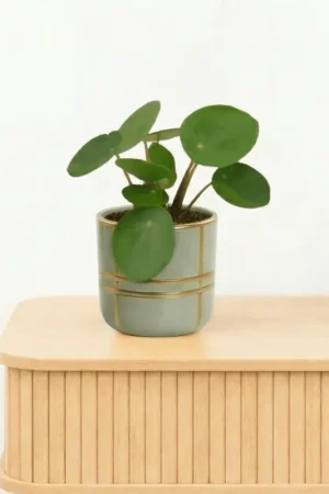 Bambino Pilea Peperomioides - 10cm - Pak je kans