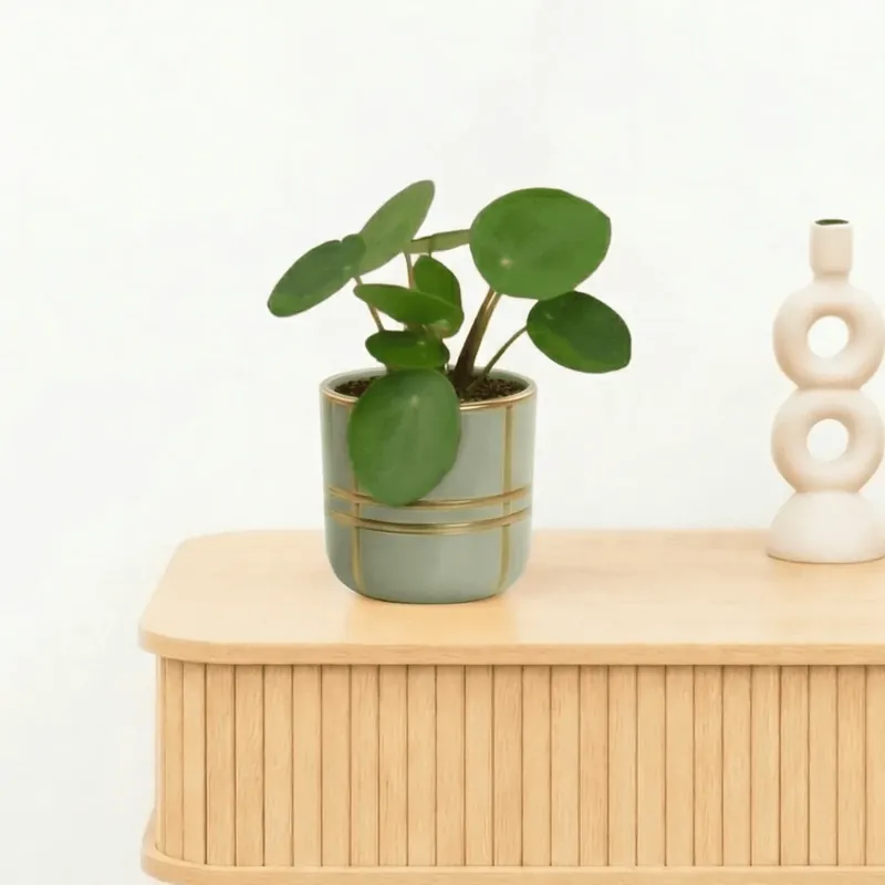Bambino Pilea Peperomioides - 10cm - Pak je kans