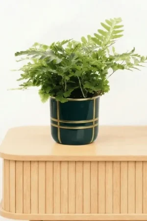 Bambino Tiny Rumohra Adiantiformis ‘Variegata‘ - 10cm - Voordeelprijs