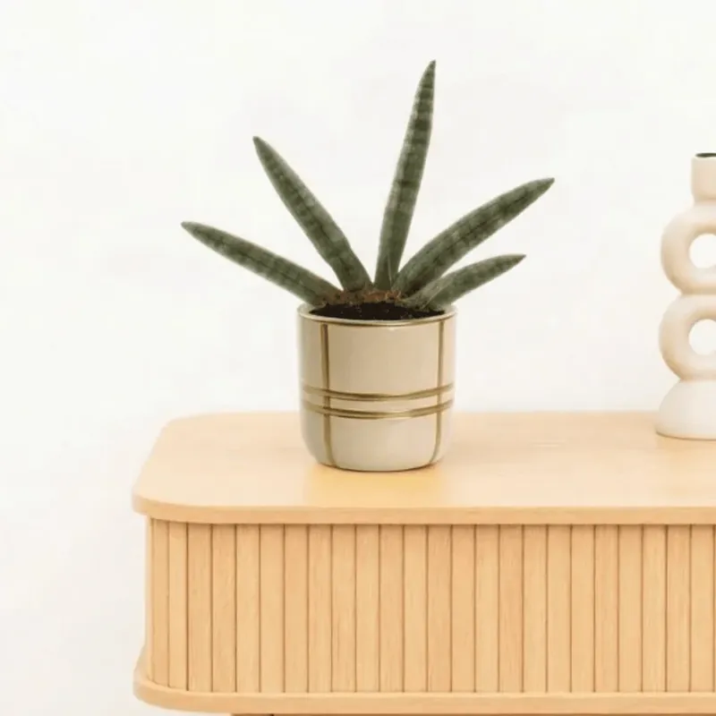 Beste prijs - Bambino Sansevieria Skyline - 15cm