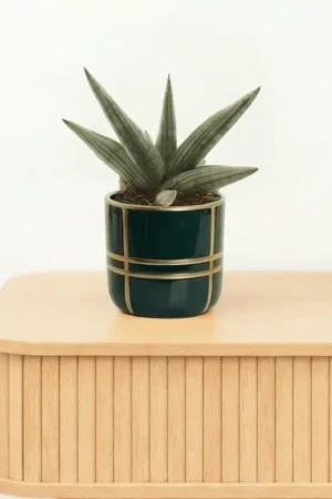 Bambino Sansevieria ‘Helios Dwarf‘ - 20cm | Extra korting