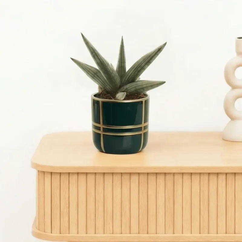 Bambino Sansevieria ‘Helios Dwarf‘ - 20cm | Extra korting