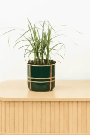 Bambino Nolina Bushy - 20cm - Verlaagde prijs