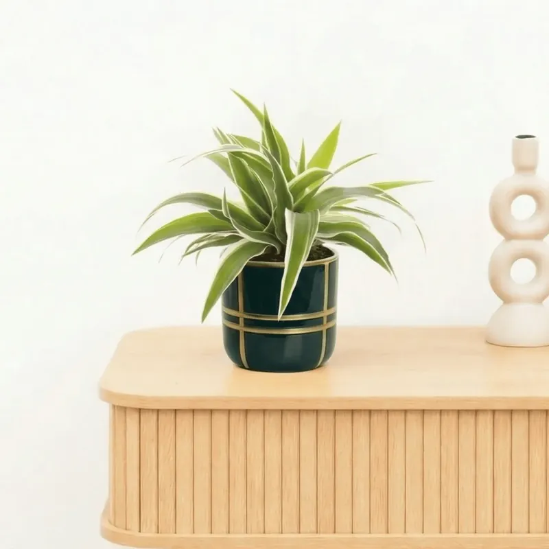 Bestelbaar - Bambino Chlorophytum Ocean - 15cm