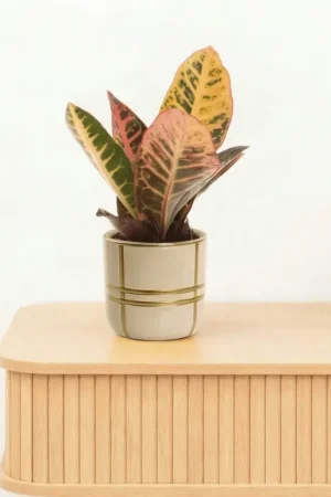 Bambino Croton Petra - 20cm | Koop vandaag