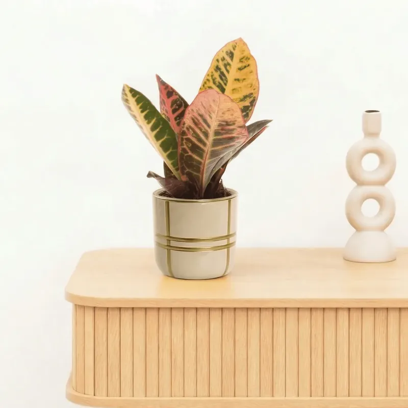 Bambino Croton Petra - 20cm | Koop vandaag