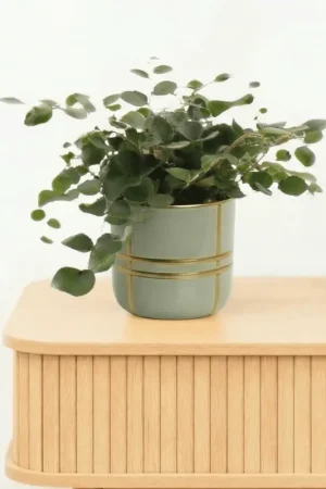 Bambino Pellaea rotundifolia - 10cm - Direct bestellen