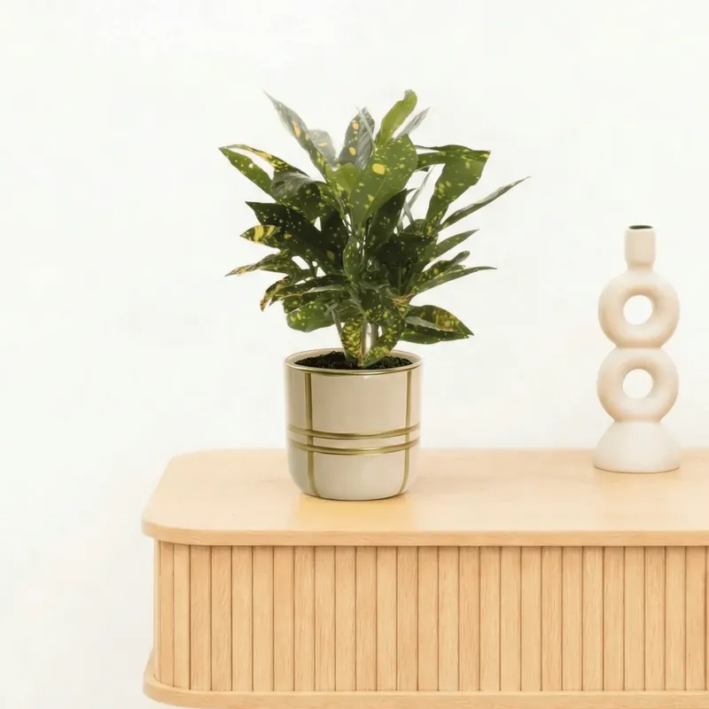 Populair bij klanten | Bambino Croton Gold Dust stam - 20cm