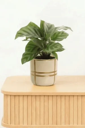 Bambino Calathea Freddie - 15cm - Professionele kwaliteit