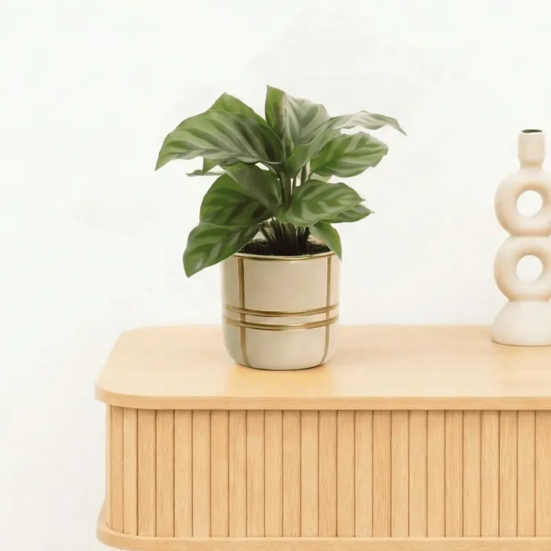Bambino Calathea Freddie - 15cm - Professionele kwaliteit