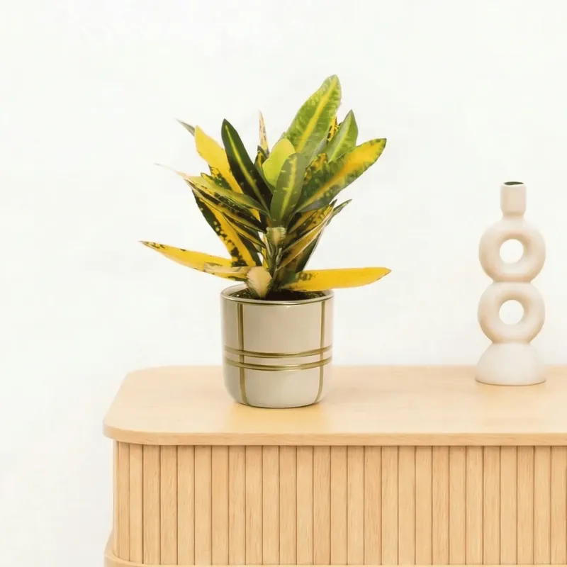 Bestseller | Bambino Croton Sunny star - 20cm