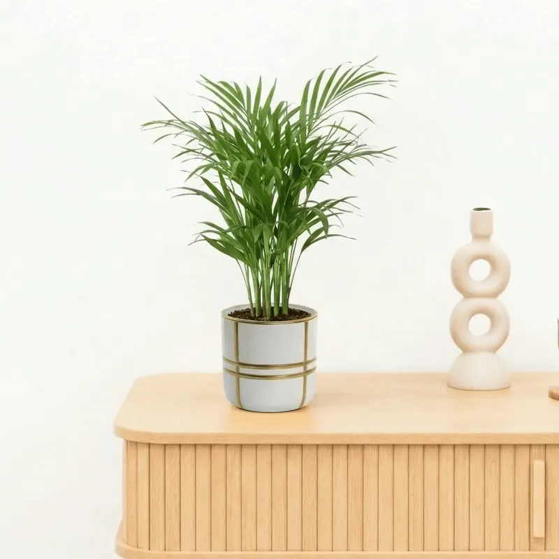Op voorraad | Bambino Areca Palm - 25cm