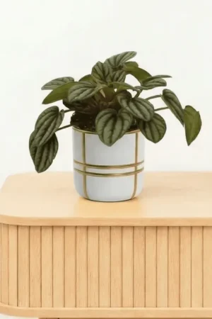 Bambino Peperomia Piccolo Banda - 10cm | Nieuw gelanceerd
