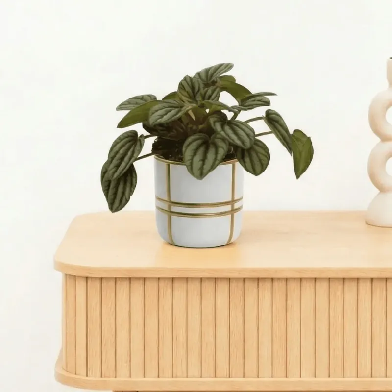 Bambino Peperomia Piccolo Banda - 10cm | Nieuw gelanceerd