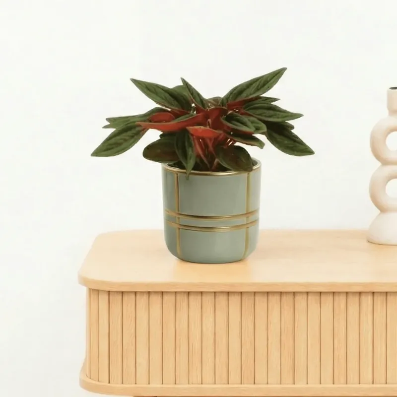 Bestelbaar | Bambino Peperomia Rosso - 10cm