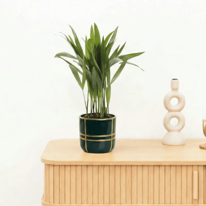 Vanaf nu beschikbaar - Bambino Dypsis lutescens Areca - 30cm