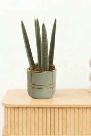 Bambino Sansevieria cylindrica ‘Spaghetti‘ - 20cm - Nieuwe release