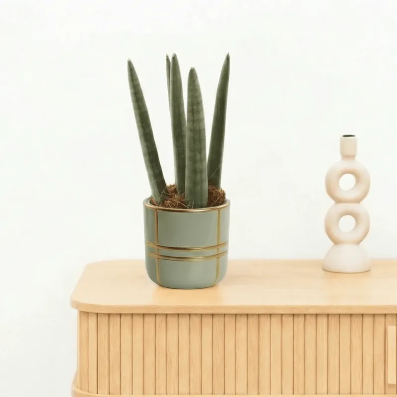 Bambino Sansevieria cylindrica ‘Spaghetti‘ - 20cm - Nieuwe release