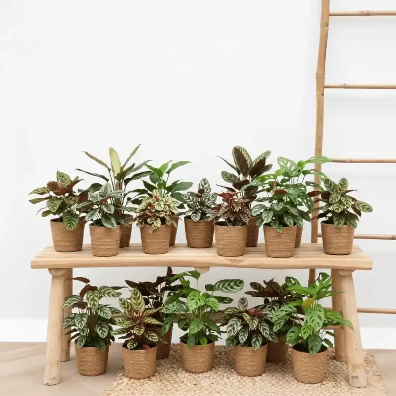 Scherpe prijs | Verrassingsbox - 18 planten