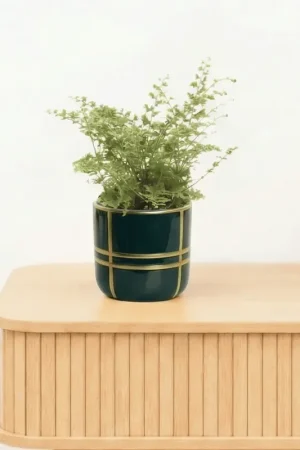 Bambino Nephrolepis Green Fantasy - 10cm - Direct beschikbaar