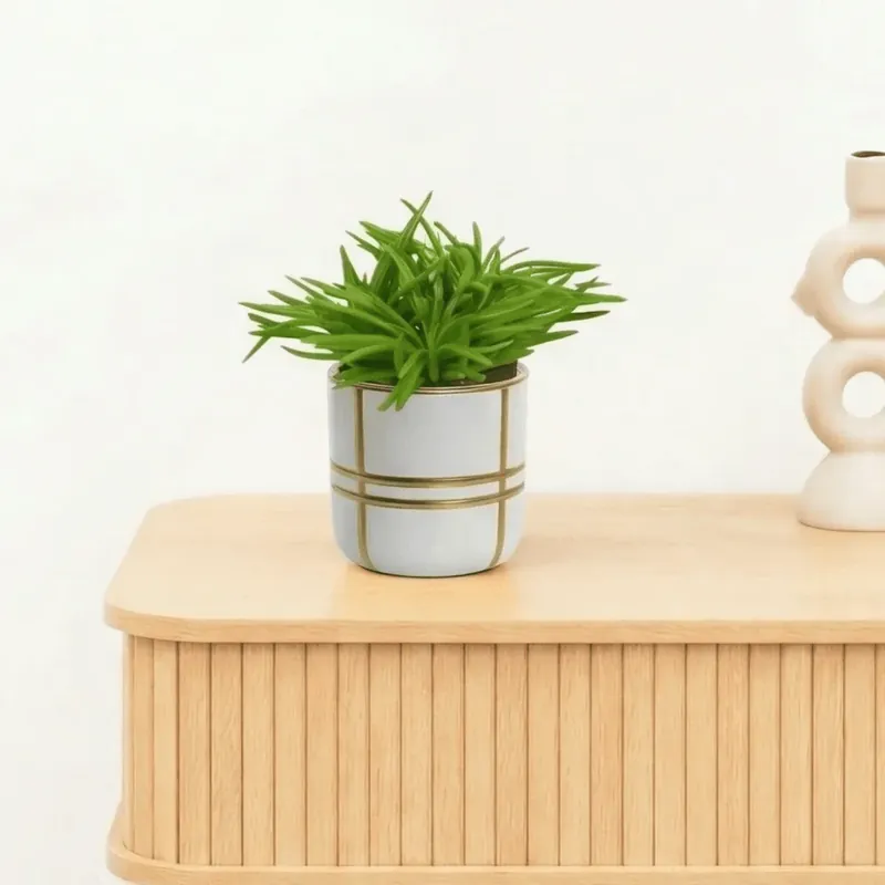 Veel gevraagd - Bambino Senecio Himalaya - 10cm
