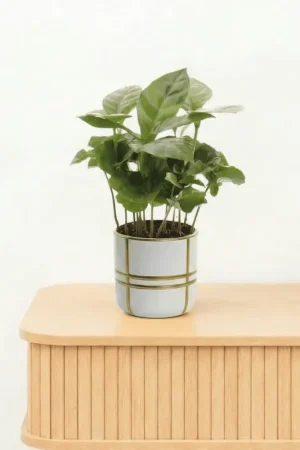 Bambino Coffea Arabica - 15cm | Snelle levering