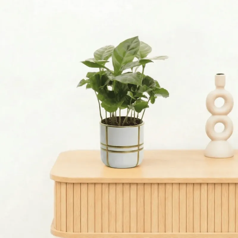 Bambino Coffea Arabica - 15cm | Snelle levering