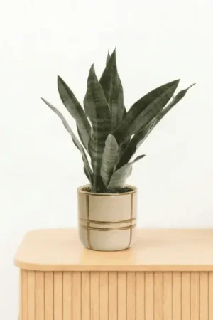 Bambino Sansevieria Black coral - 25cm - Eenvoudig retourneren
