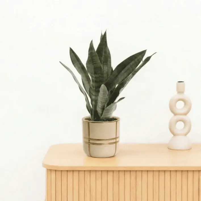Bambino Sansevieria Black coral - 25cm - Eenvoudig retourneren