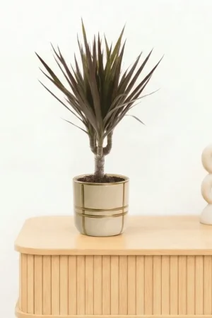 Bambino Dracaena Magenta - 30cm - Lage prijs