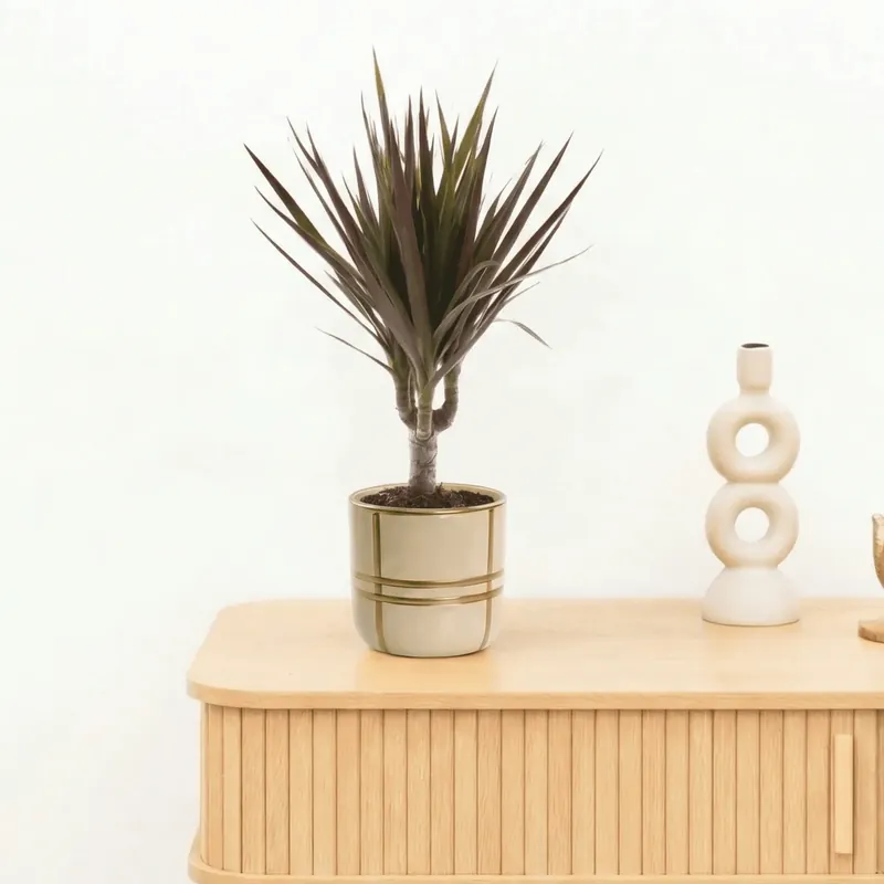 Bambino Dracaena Magenta - 30cm - Lage prijs