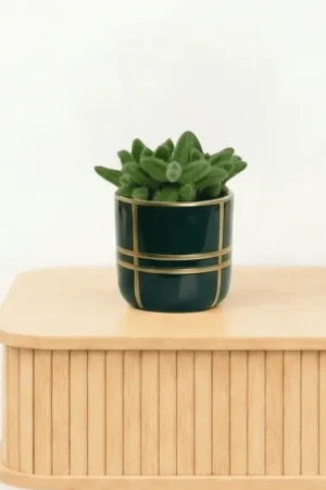 Bambino Delosperma Echinatum - 10cm - Korting