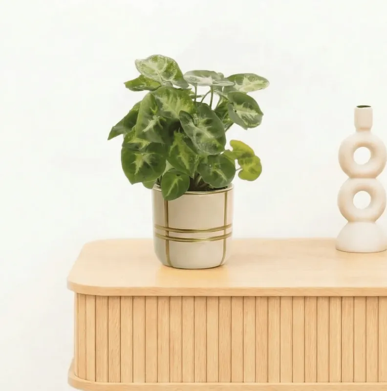 Nu kopen - Bambino Syngonium Pixie - 15cm